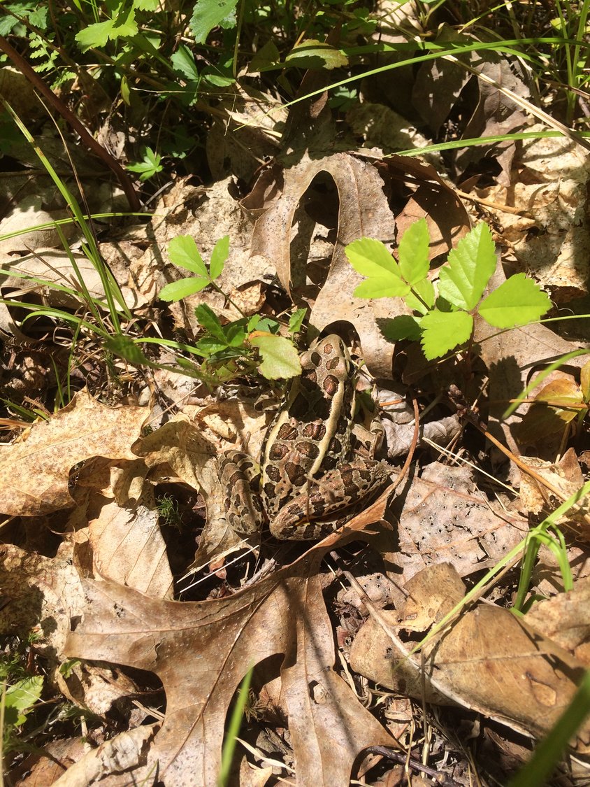 Can you spot the well-camouflaged pickerel frog in this photo? Tread with care when traipsing through leaf litter; many animals and insects use it for shelter and protection from predators and the elements.